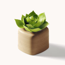 decorative plant a